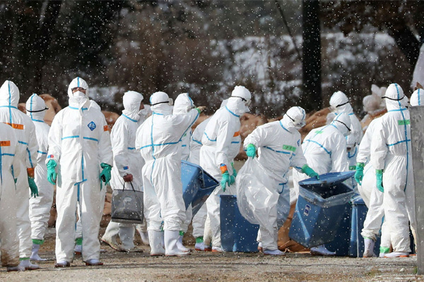 國際禽流感疫情蔓延！日本25日起將撲殺9萬多羽！